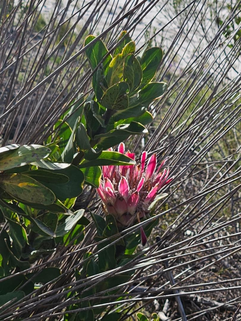 Commercial Property for Sale in Baardskeerdersbos Western Cape